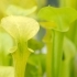 Sarracenia flava 'maxima' -- Gelbe Schlauchpflanze